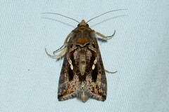 Chrysodeixis eriosoma