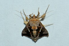 Chrysodeixis eriosoma