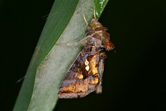 Chrysodeixis eriosoma