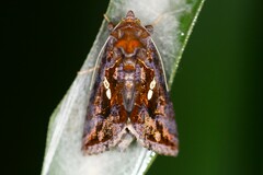 Chrysodeixis eriosoma