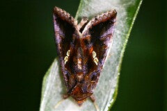 Chrysodeixis eriosoma
