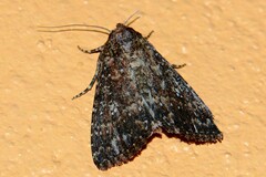 Condica dolorosa