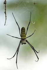 Trichonephila antipodiana