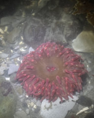 Urticina clandestina