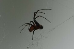 Trichonephila antipodiana