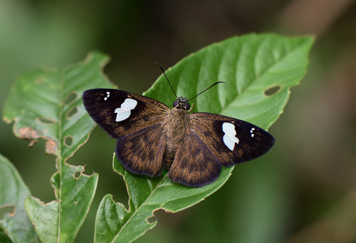 White Banded Flat