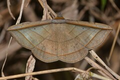 Entomogramma fautrix