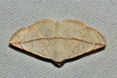 Eublemma perversicolor