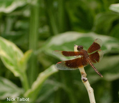 Neurothemis stigmatizans