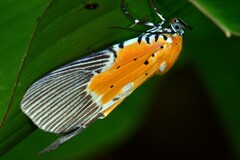 Aganainae