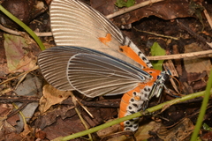 Euplocia membliaria