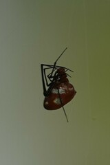 Argyrodes flavescens