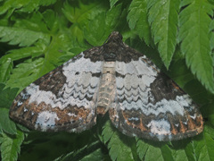 Melanthia procellata