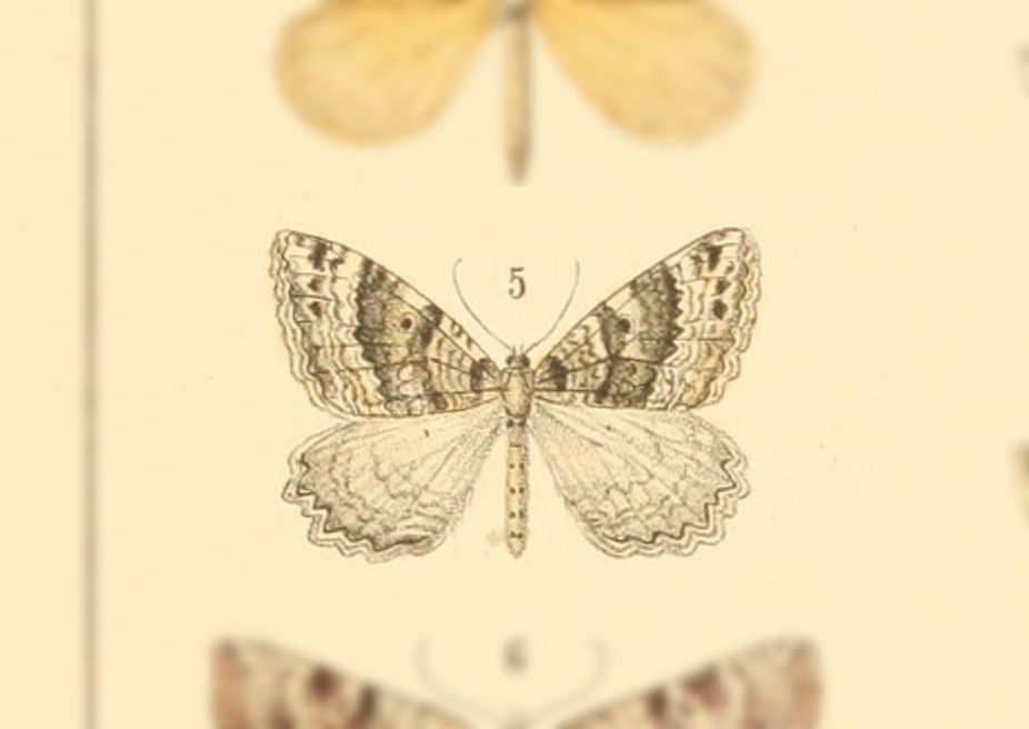 Triphosa antarctica