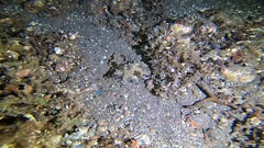 Cyclichthys orbicularis