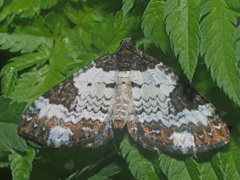 Melanthia procellata
