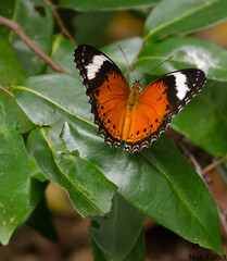 Cethosia penthesilea