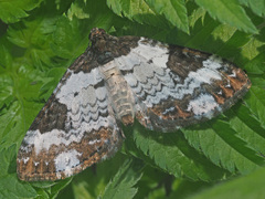 Melanthia procellata