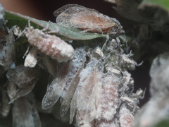 Pachypappa tremulae