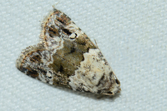 Maliattha signifera
