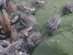 Pachypappa tremulae