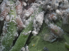 Pachypappa tremulae