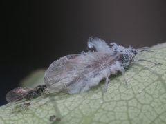 Pachypappa tremulae