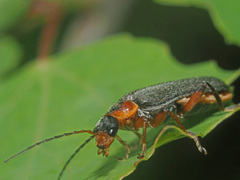 Cantharis nigricans