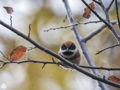 Aegithalos concinnus