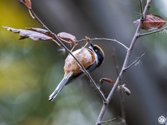 Aegithalos concinnus