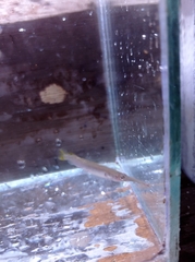Dermogenys pusilla
