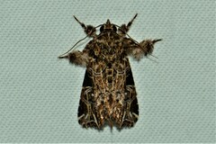 Callopistria rivularis