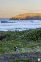 Megadyptes antipodes