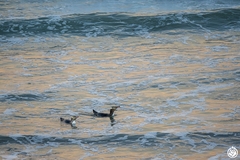 Megadyptes antipodes