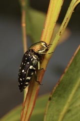 Diphucrania leucosticta