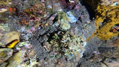 Gymnothorax thyrsoideus