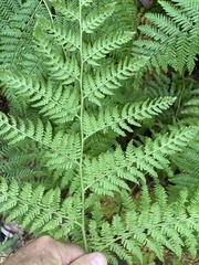 Calochlaena dubia