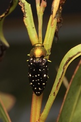 Diphucrania leucosticta