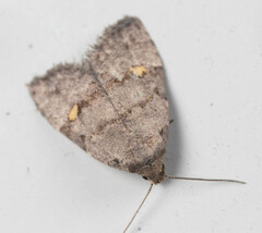Bellulia