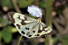 Nyctemera adversata