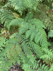 Calochlaena dubia