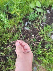 Bromus arvensis