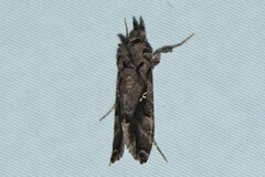 Plusiopalpa adrasta
