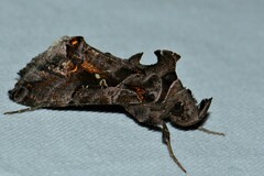 Plusiopalpa adrasta