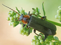 Cantharis nigricans