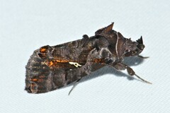 Plusiopalpa adrasta