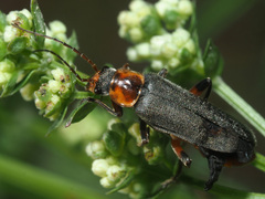 Cantharis nigricans