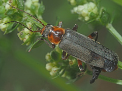 Cantharis nigricans