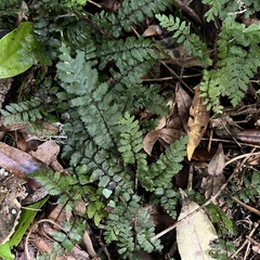 Blechnum filiforme