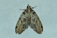 Sigmuncus arcuata